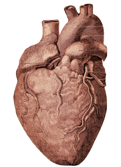 Heart Image