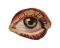 Search Icon